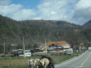 Ochsenkarren im Gegenverkehr Donau 2013