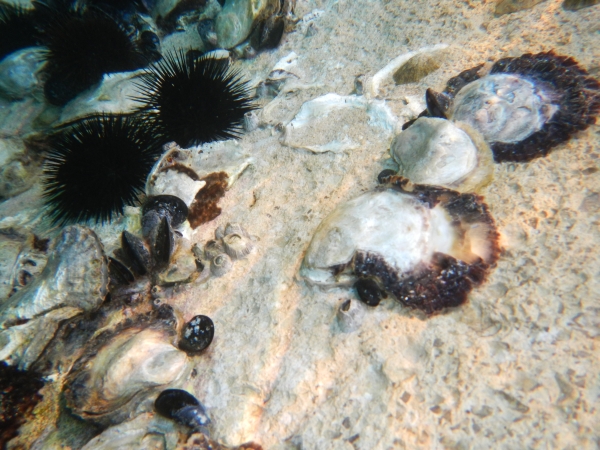 unterwasserfoto kroatien 2013