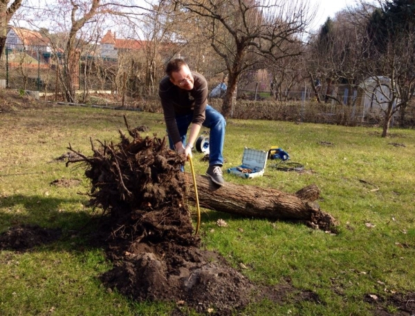wir zerlegen einen pflaumenbaum 2015
