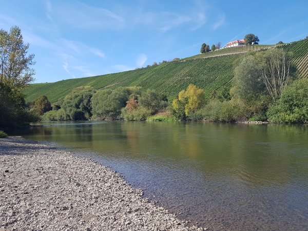 Alter Main bei Nordheim 2018