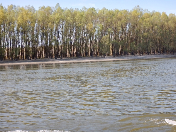 Auwald kroatische donau 2016