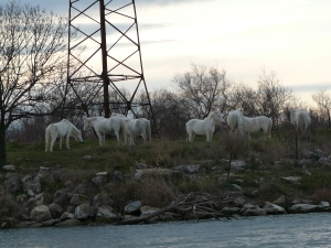 Camargue- Pferde 2012