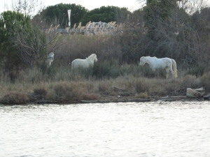 Camargue Pferde 2014