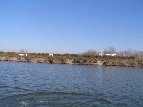 Camargue Pferde am Canal du Rhone a Sete C10