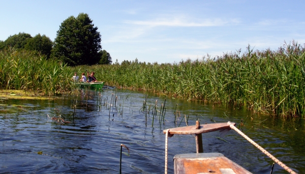 Czarna Hancza im Schilf 2015