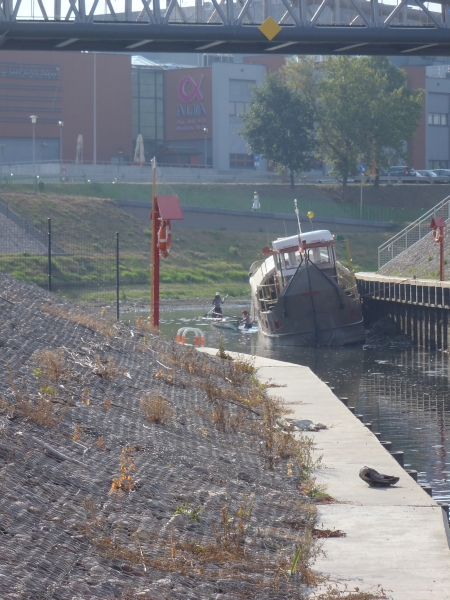 Graudenz verschlammter Hafen Ruderinnen 2015