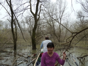 Mitten im Sumpf Donau 2013