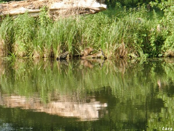 Nutria im Spreewald 2021