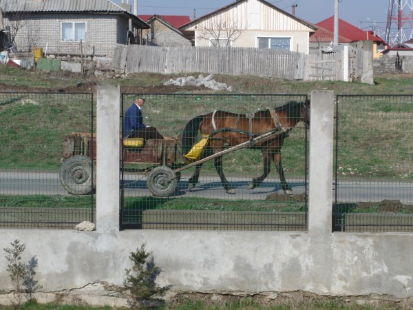 Pferdewagen in Cernavoda DD10