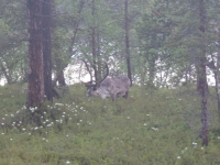 Rentier im Wald Inari 2012