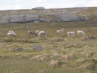 Rentiere auf Repvag Porsangenfjord 2012