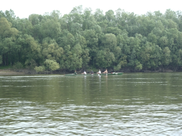 Ruderboot auf der Donau 2017