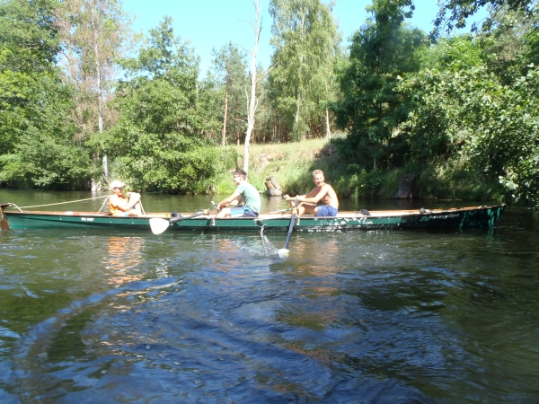 Ruderer im Baum Spree 2015