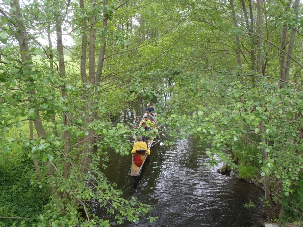 Rudervierer im Wald Havelquelle 2016