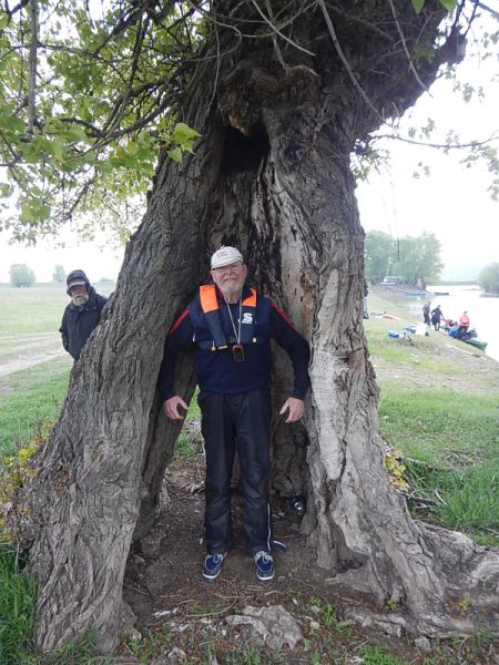 Ruebezahl im Baum Donau 2019