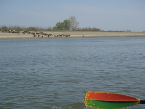 Schafe an der donau 2014 Schafe an der donau 2014