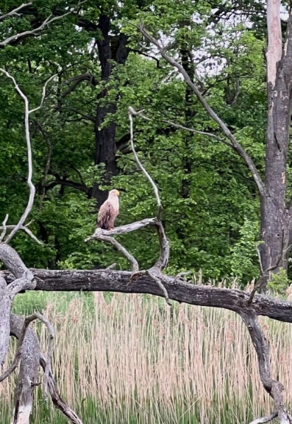 Seeadler an der Warthe 2023