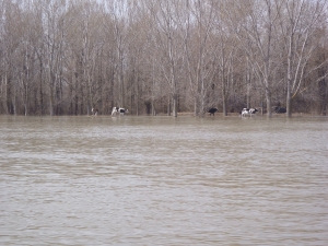 Seekuehe Donaufahrt 2018 Seekuehe Donaufahrt 2018