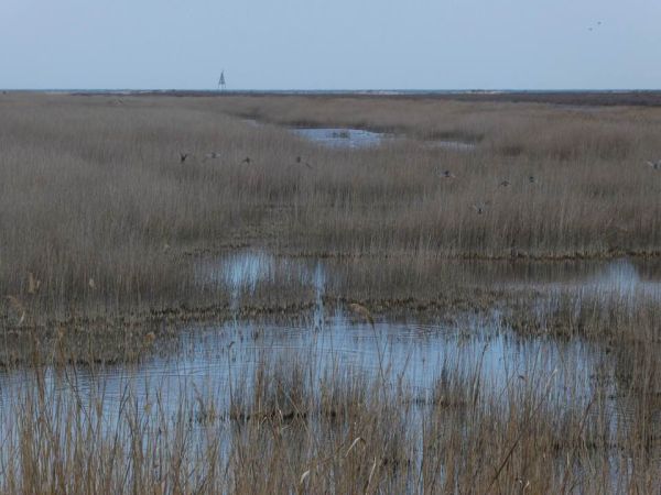 Suempfe an der Kueste des Schwarzen Meeres Donau 2019