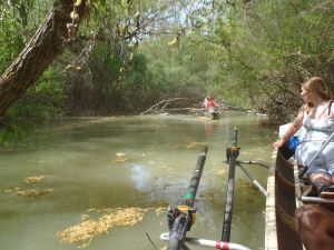Unterholz auf dem Kanal crasnicol 2014 Unterholz auf dem Kanal crasnicol 2014