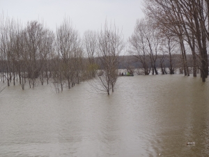 Vierer in Auwald Marasu Donaufahrt 2018 Vierer in Auwald Marasu Donaufahrt 2018