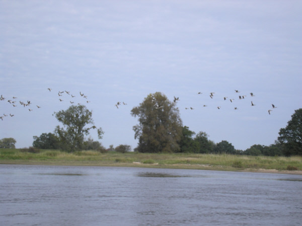 Voegel an der Elbe 19