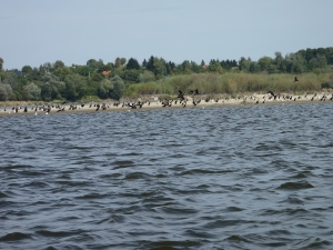 Vogelschwaerme an der weichsel 2015 Vogelschwaerme an der weichsel 2015