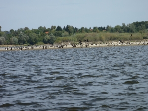 Vogelschwaerme an der weichsel 2015