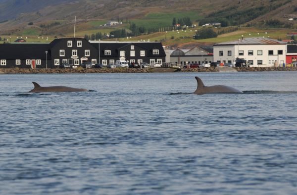 Wale im Fjord Island 2022