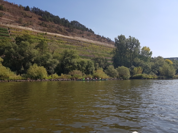 Weinberge am Main 2018