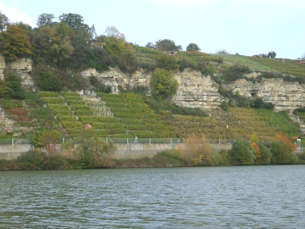 Weinberge am Neckarufer NR07