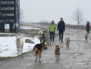 Wilde Hunde in Rumaenien 2018 Wilde Hunde in Rumaenien 2018