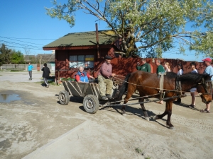 bente auf dem pferdewagen 2014