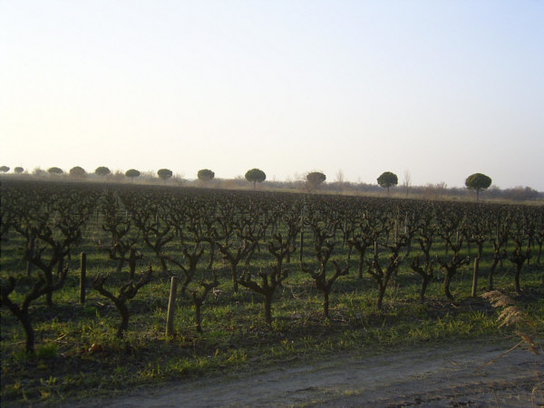 camargue06 weinstoecke