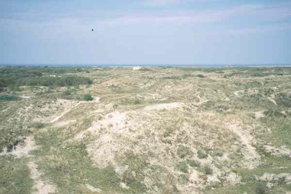 Dnengrtel auf Schiermonnikoog