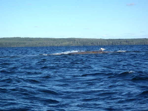 klippe mitten auf dem See finnland 2016