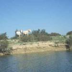 Camargue Pferde