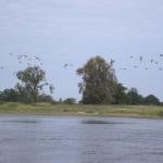 Voegel an der Elbe 19