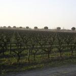 camargue06 weinstoecke