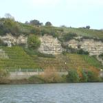 Weinberge am Neckarufer NR07