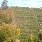 neckar-weinberg NR07