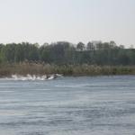 startende Schwäne 1 O09