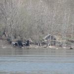 Fischerhaeuser am Donauufer Rumaenien DD10