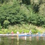 Gruene gegen SPD Drachenbootrudercup Kleinmachnow -DB10