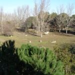 Camargue Pferde direkt vor dem Hotel C10