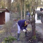 Kirschbaum faellen Februar 2011