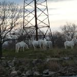 Camargue- Pferde 2012