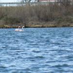 Flamingos Camargue 2012