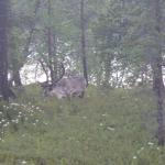 Rentier im Wald Inari 2012