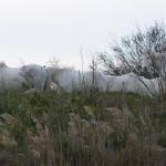 Camarguepferde 2012